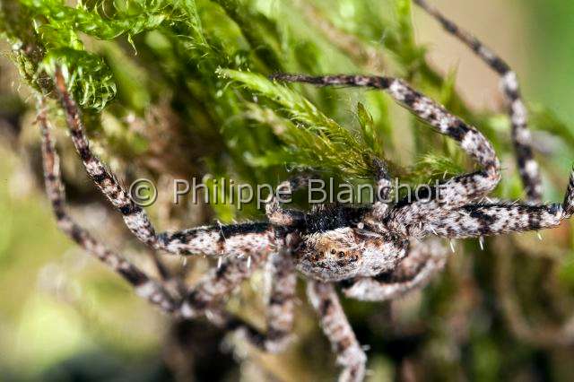Philodromidae_5431.JPG - France, Araneae, Philodromidae, Araignée, Philodrome (Philodromus margaritatus, Lichen Running Spider